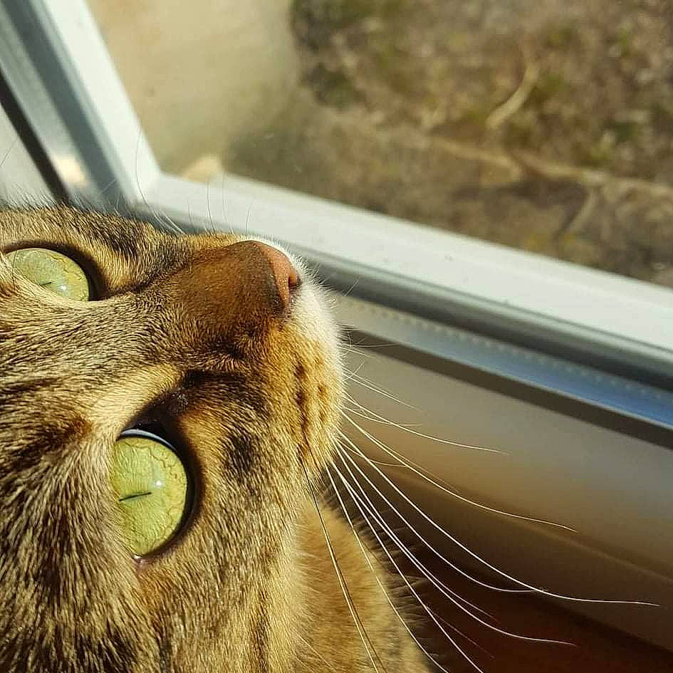 Manouche a rejoint le concours — aidez-le/la à gagner de superbes lots ! brown, carnivore, cat, close_up, comfort, domestic_short_haired_cat, ear, fawn, felidae, fur, small_to_medium_sized_cats, snout, terrestrial_animal, whiskers, wildlife, window, wood