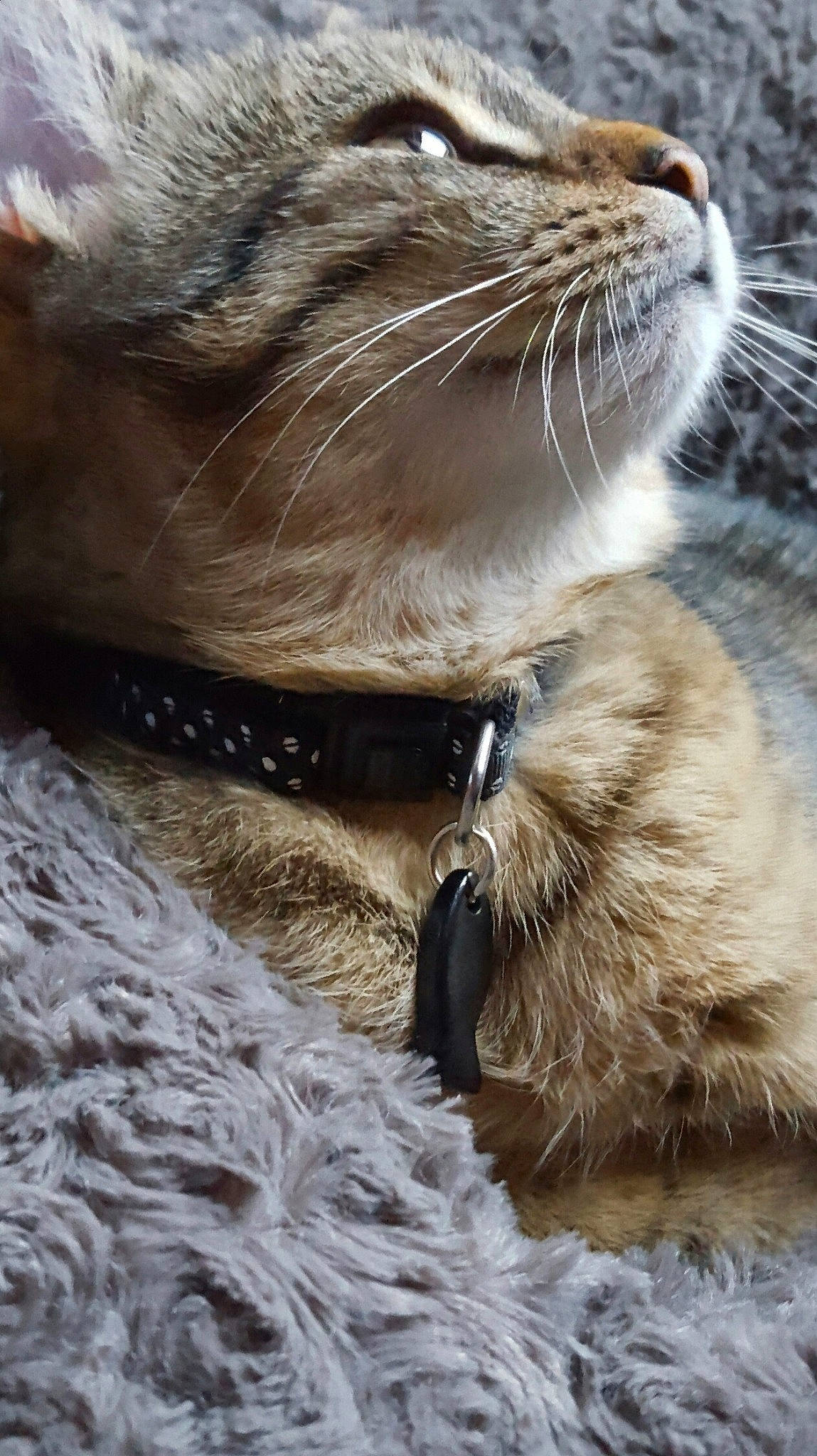 Manouche a rejoint le concours — aidez-le/la à gagner de superbes lots ! carnivore, cat, claw, close_up, collar, dog_collar, domestic_short_haired_cat, fawn, felidae, fur, light, mammal, natural_material, paw, small_to_medium_sized_cats, snout, terrestrial_animal, vertebrate, whiskers, wildlife