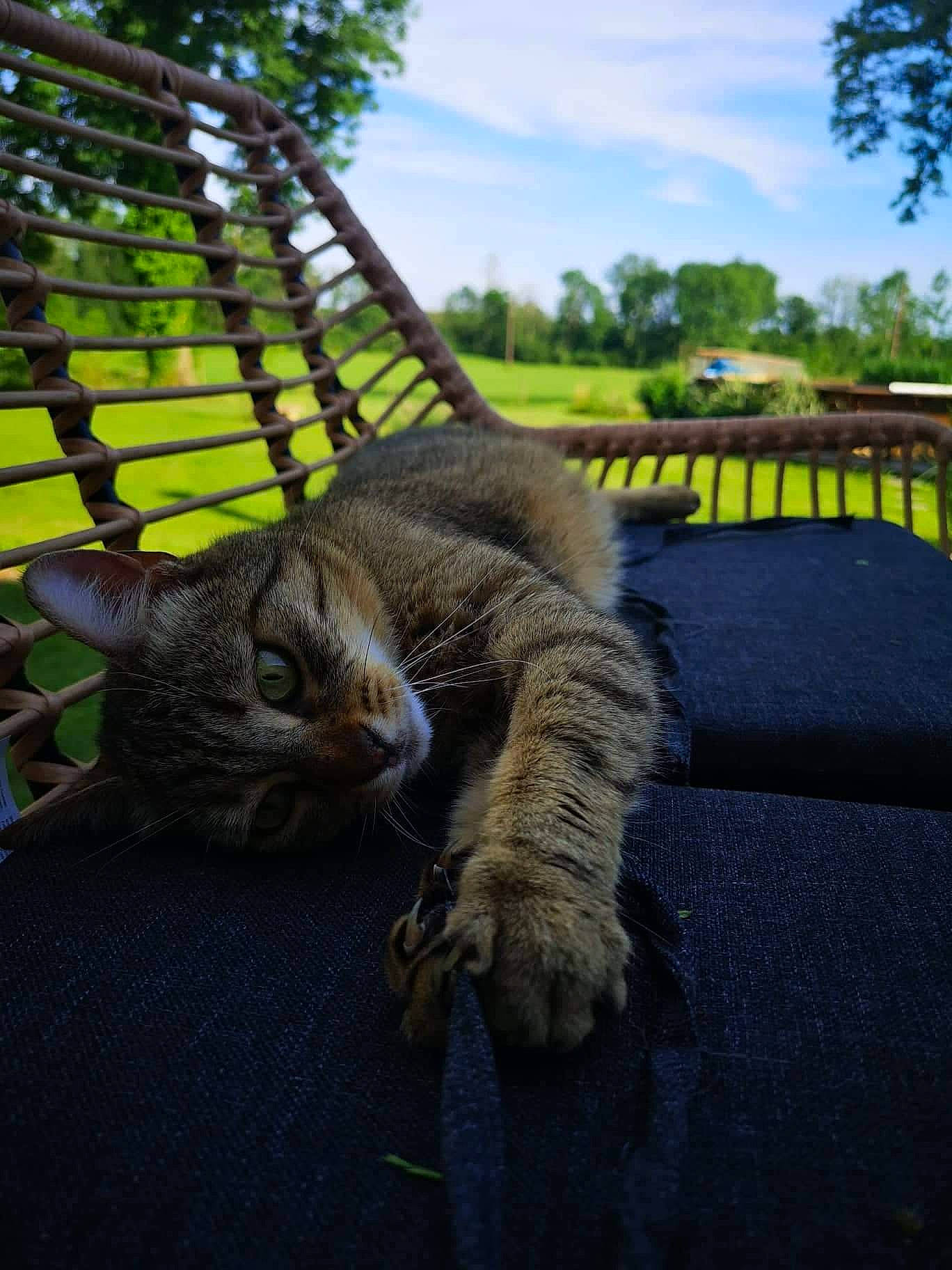 Manouche participe au concours pour gagner de l'argent avec cette photo : carnivore, cat, claw, cloud, domestic_short_haired_cat, fawn, felidae, fur, grass, mesh, paw, plant, sky, small_to_medium_sized_cats, snout, tail, terrestrial_animal, tree, whiskers, wood