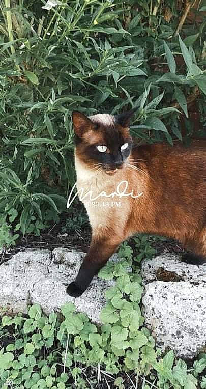 Nina participe au concours pour gagner de l'argent avec cette photo : annual_plant, carnivore, cat, eye, fawn, felidae, fur, grass, groundcover, organism, plant, shrub, siamese, small_to_medium_sized_cats, snout, tail, terrestrial_animal, terrestrial_plant, whiskers, wildlife