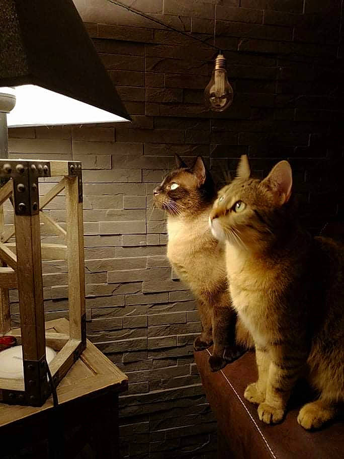 Nina a rejoint le concours — aidez-le/la à gagner de superbes lots ! carnivore, cat, domestic_short_haired_cat, door, fawn, felidae, fur, hardwood, metal, night, paw, small_to_medium_sized_cats, snout, tail, thai, tonkinese, whiskers, wildlife, window, wood