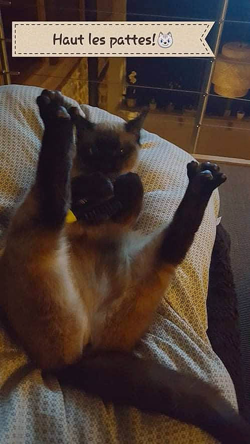 Nina participe au concours pour gagner de l'argent avec cette photo : carnivore, comfort, companion_dog, dog, dog_breed, fawn, felidae, flooring, foot, fur, hardwood, liver, mammal, paw, small_to_medium_sized_cats, snout, tail, whiskers, wood, working_animal