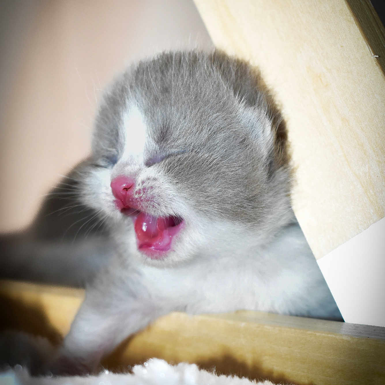 Lina Yang a rejoint le concours — aidez-le/la à gagner de superbes lots ! animal, cat, closeup, cozy, cute, feline, fluffy, fur, gray, indoor, kitten, pet, pink_nose, resting, sleepy, soft, white, wood, yawning, young
