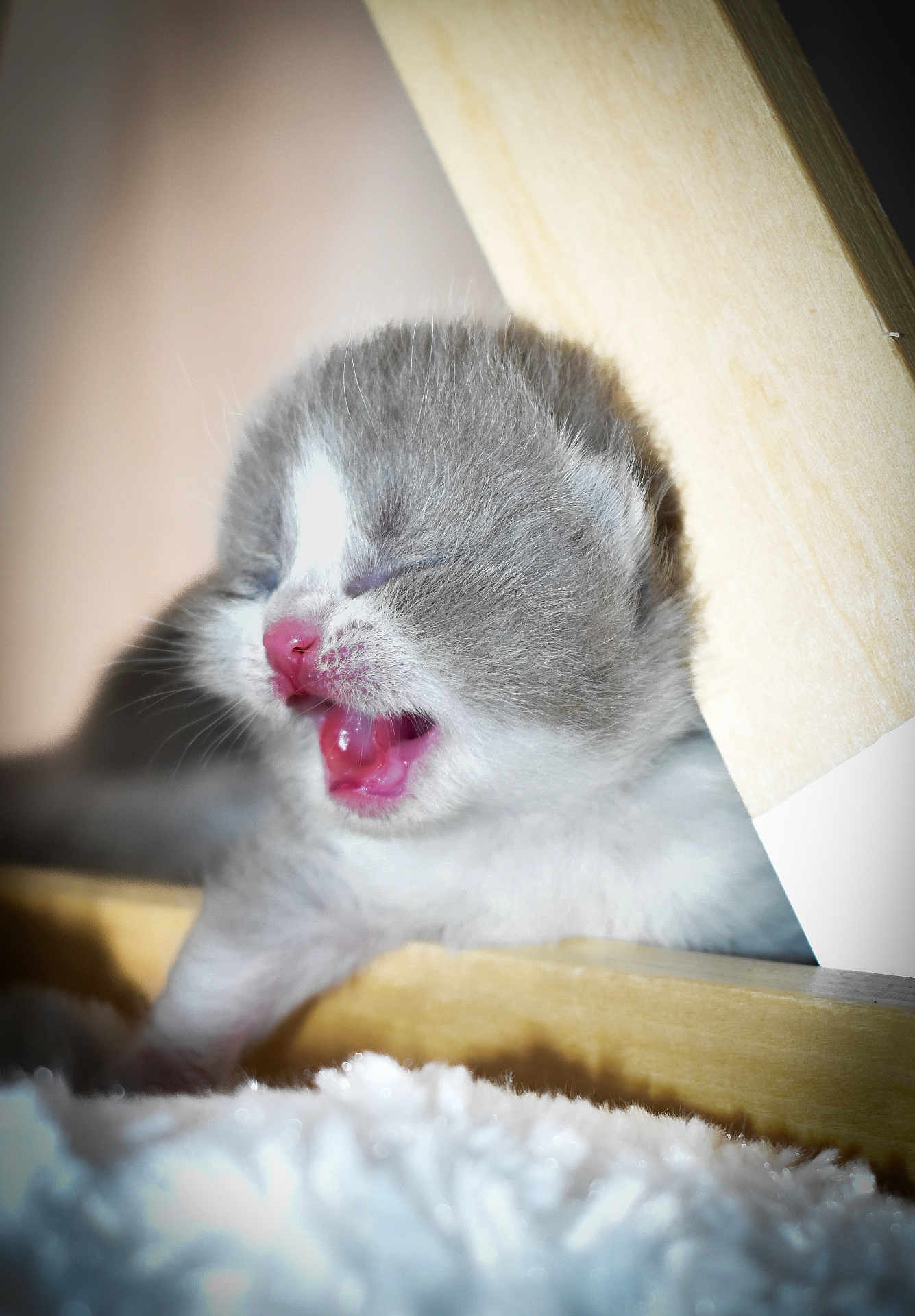 Lina Yang a rejoint le concours — aidez-le/la à gagner de superbes lots ! kitten, cat, gray, white, sleepy, yawning, pink_nose, wood, fluffy, soft, closeup, cute, pet, animal, feline, young, cozy, indoor, resting, fur