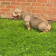 Nairobi a rejoint le concours — aidez-le/la à gagner de superbes lots ! animal, brick_wall, canine, daylight, dog, ears, fur, grass, greenery, happy, muscular, muzzle, nature, outdoor, pet, playful, relaxed, side_view, stocky, tongue_out