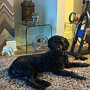 Max joined the competition — help win amazing prizes! black_dog, carpet, cozy, decor, dog, elephant_figurine, exercise_bike, fan, furniture, glass_table, home, indoor, lantern, living_room, patterned_wall, pet, plant, relaxing, shaggy_rug, wood_floor