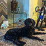 black_dog, carpet, cozy, decor, dog, elephant_figurine, exercise_bike, fan, furniture, glass_table, home, indoor, lantern, living_room, patterned_wall, pet, plant, relaxing, shaggy_rug, wood_floor