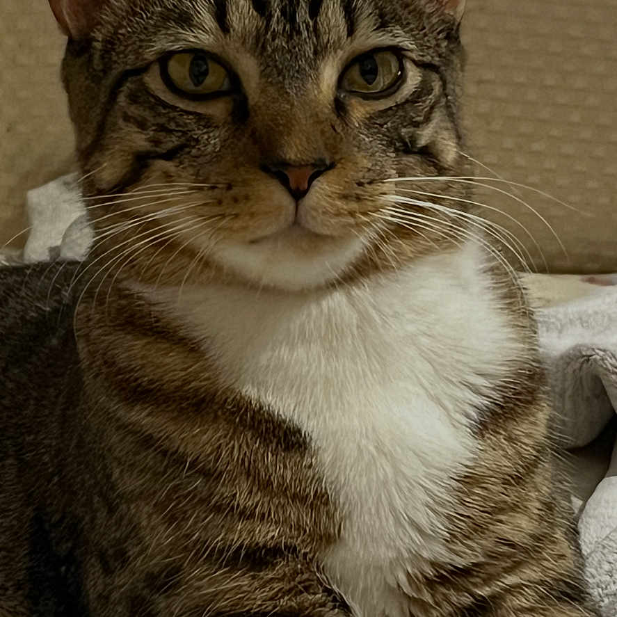 Cosmo