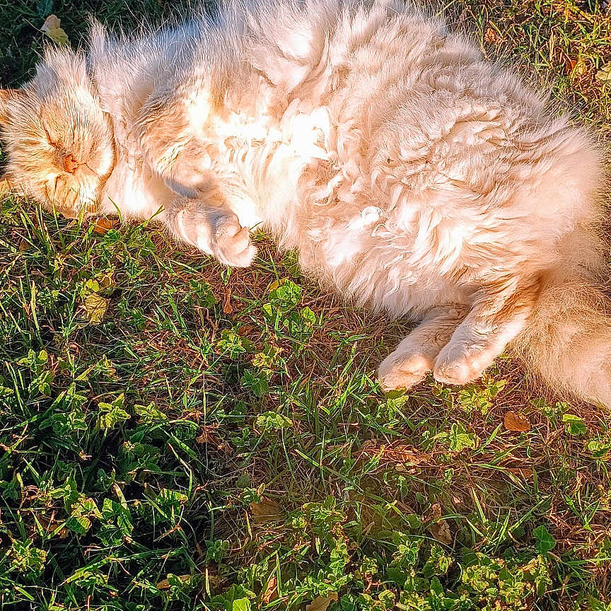 Lango participe au concours pour gagner de l'argent avec cette photo : animal, cat, cute, domestic_animal, feline, fluffy, grass, greenery, mammal, nature, outdoor, peaceful, pet, relaxed, resting, sleeping, soft, summer, sunlight, sunny