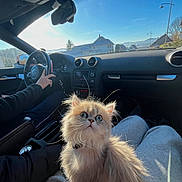 Bernadette a rejoint le concours — aidez-le/la à gagner de superbes lots ! cat, fluffy, blue_eyes, car_interior, person, steering_wheel, phone, sunlight, window, suburban, house, sky, seatbelt, dashboard, casual_clothing, lap, pet, animal, indoor, daytime