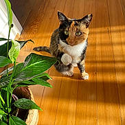 Isis a rejoint le concours — aidez-le/la à gagner de superbes lots ! cat, calico, indoor, plant, wooden_floor, sunlight, paw_raised, green_leaves, basket, pet, animal, feline, domestic_cat, cute, curious, natural_light, home, cozy, flooring, shadow
