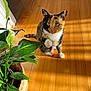 cat, calico, indoor, plant, wooden_floor, sunlight, paw_raised, green_leaves, basket, pet, animal, feline, domestic_cat, cute, curious, natural_light, home, cozy, flooring, shadow