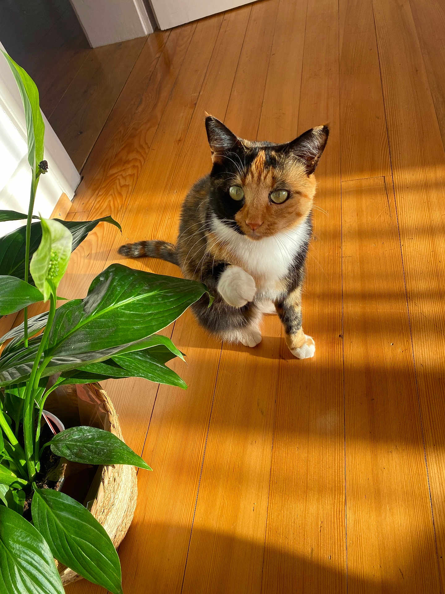 Isis a rejoint le concours — aidez-le/la à gagner de superbes lots ! cat, calico, indoor, plant, wooden_floor, sunlight, paw_raised, green_leaves, basket, pet, animal, feline, domestic_cat, cute, curious, natural_light, home, cozy, flooring, shadow