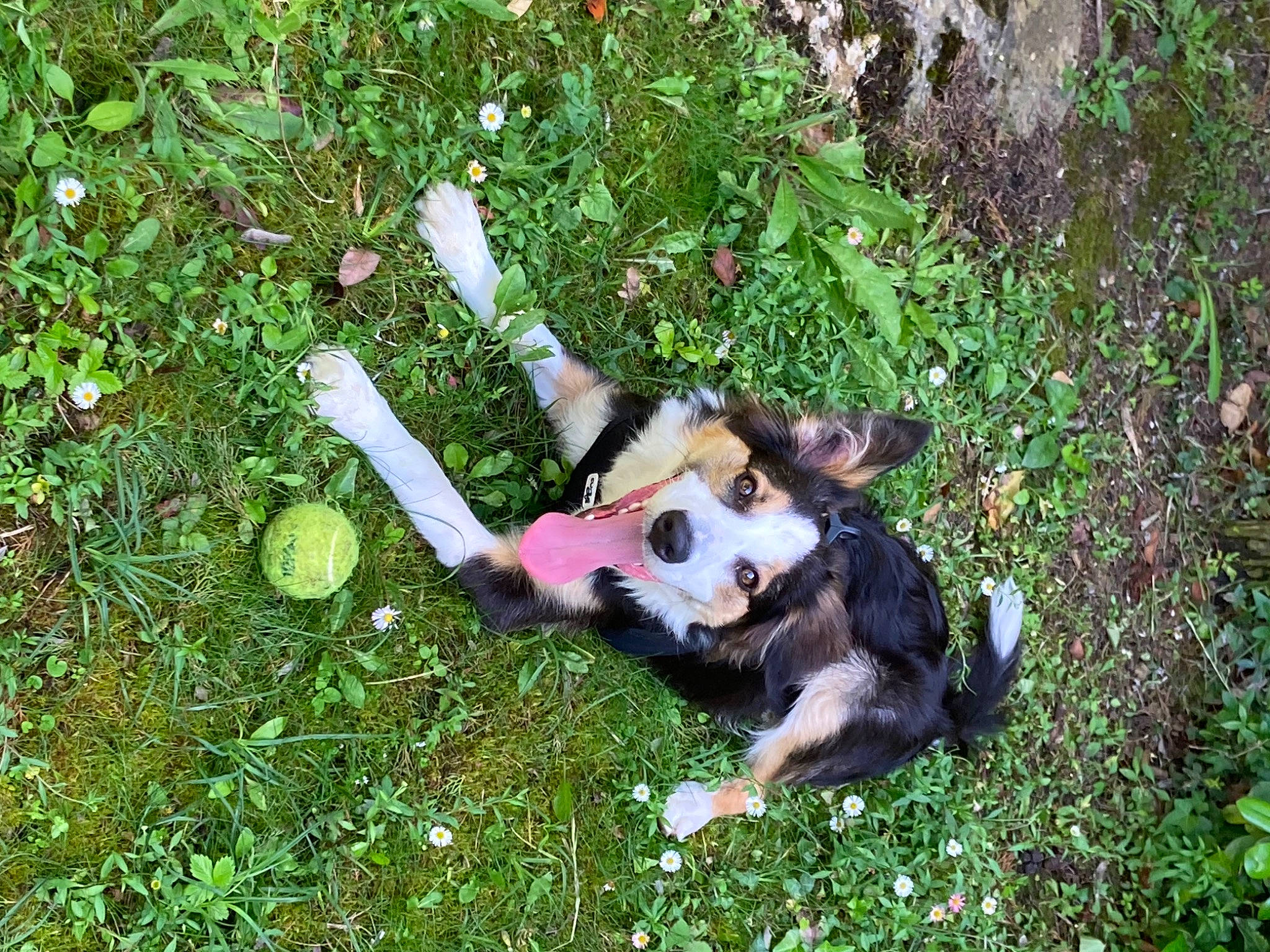 Sparky participe au concours pour gagner de l'argent avec cette photo : canidae, carnivore, companion_dog, dog, dog_breed, fawn, grass, groundcover, hound, non_sporting_group, paw, plant, shrub, sporting_group, tail, toy, toy_dog, working_dog