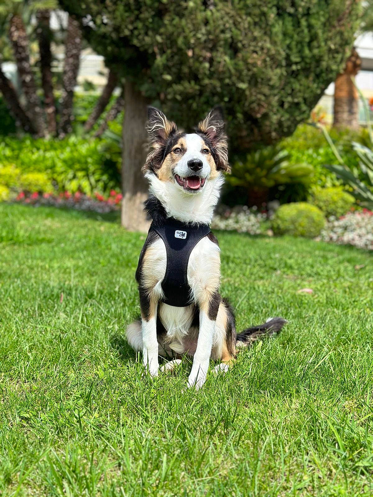 Sparky a rejoint le concours — aidez-le/la à gagner de superbes lots ! carnivore, companion_dog, dog, dog_breed, fashion_accessory, grass, groundcover, herding_dog, leash, non_sporting_group, plant, puppy, sporting_group, sports_equipment, tail, toy, tree, working_animal, working_dog, yard