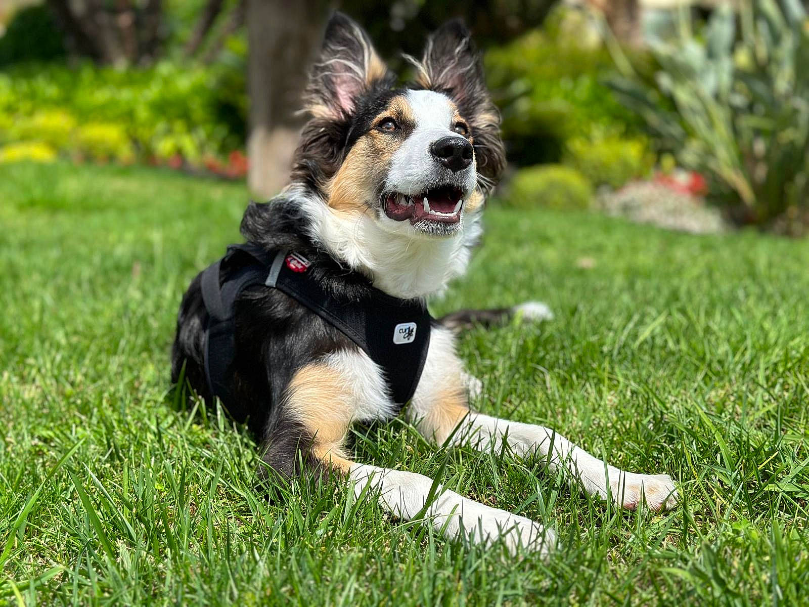 Sparky a rejoint le concours — aidez-le/la à gagner de superbes lots ! canidae, carnivore, collar, companion_dog, dog, dog_breed, dog_collar, dog_supply, grass, herding_dog, lawn, plant, recreation, snout, sporting_group, tail, toy, tree, working_animal, working_dog