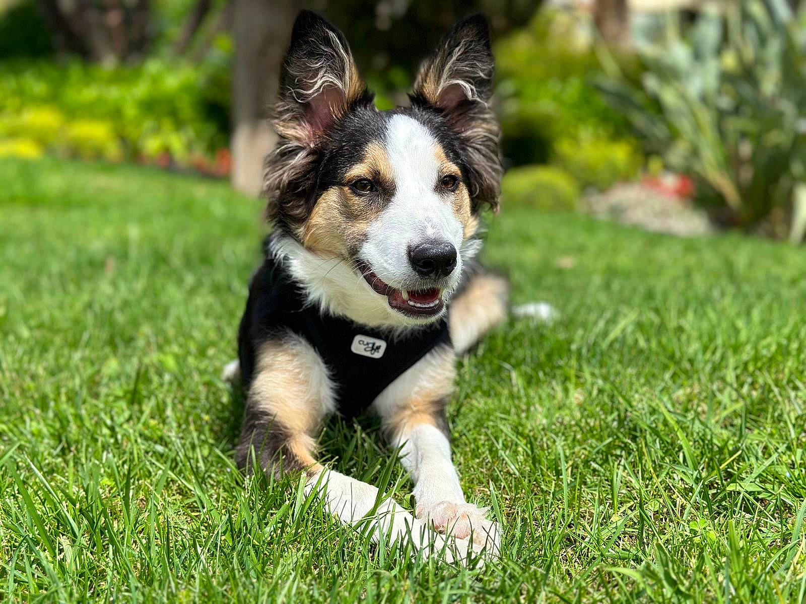 Sparky a rejoint le concours — aidez-le/la à gagner de superbes lots ! canidae, carnivore, companion_dog, dog, dog_breed, garden, grass, herbaceous_plant, herding_dog, lawn, plant, puppy, recreation, snout, sporting_group, terrestrial_animal, toy, whiskers, working_dog