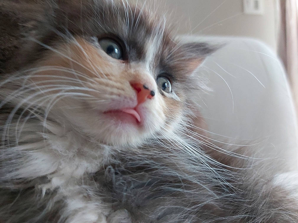 Ryver a rejoint le concours — aidez-le/la à gagner de superbes lots ! american_curl, asian_semi_longhair, british_longhair, british_semi_longhair, carnivore, cat, close_up, domestic_long_haired_cat, eye, felidae, kitten, mammal, norwegian_forest_cat, ragamuffin, ragdoll, siberian, small_to_medium_sized_cats, snout, vertebrate, whiskers