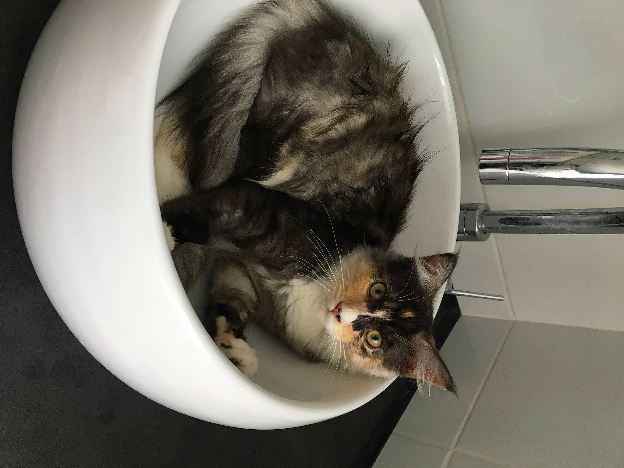 Ryver a rejoint le concours — aidez-le/la à gagner de superbes lots ! canidae, carnivore, cat, ear, felidae, fur, kitten, norwegian_forest_cat, small_to_medium_sized_cats, sporting_group, tail, whiskers