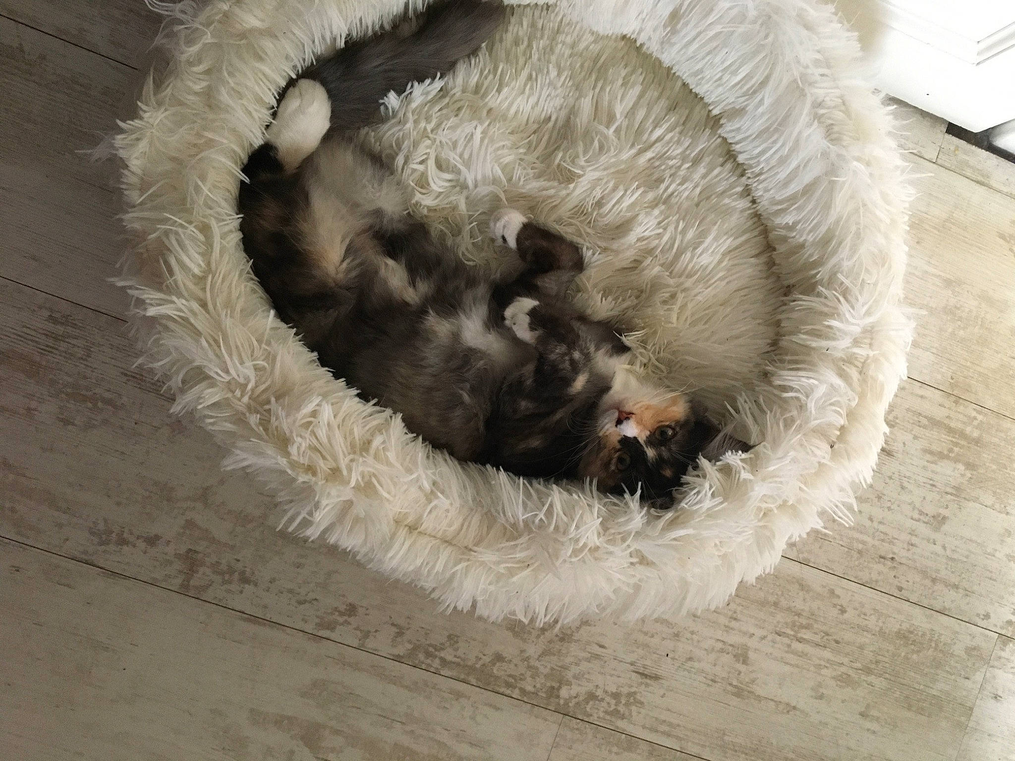 Ryver a rejoint le concours — aidez-le/la à gagner de superbes lots ! beige, carnivore, cat, fawn, felidae, fur, paw, small_to_medium_sized_cats, tail