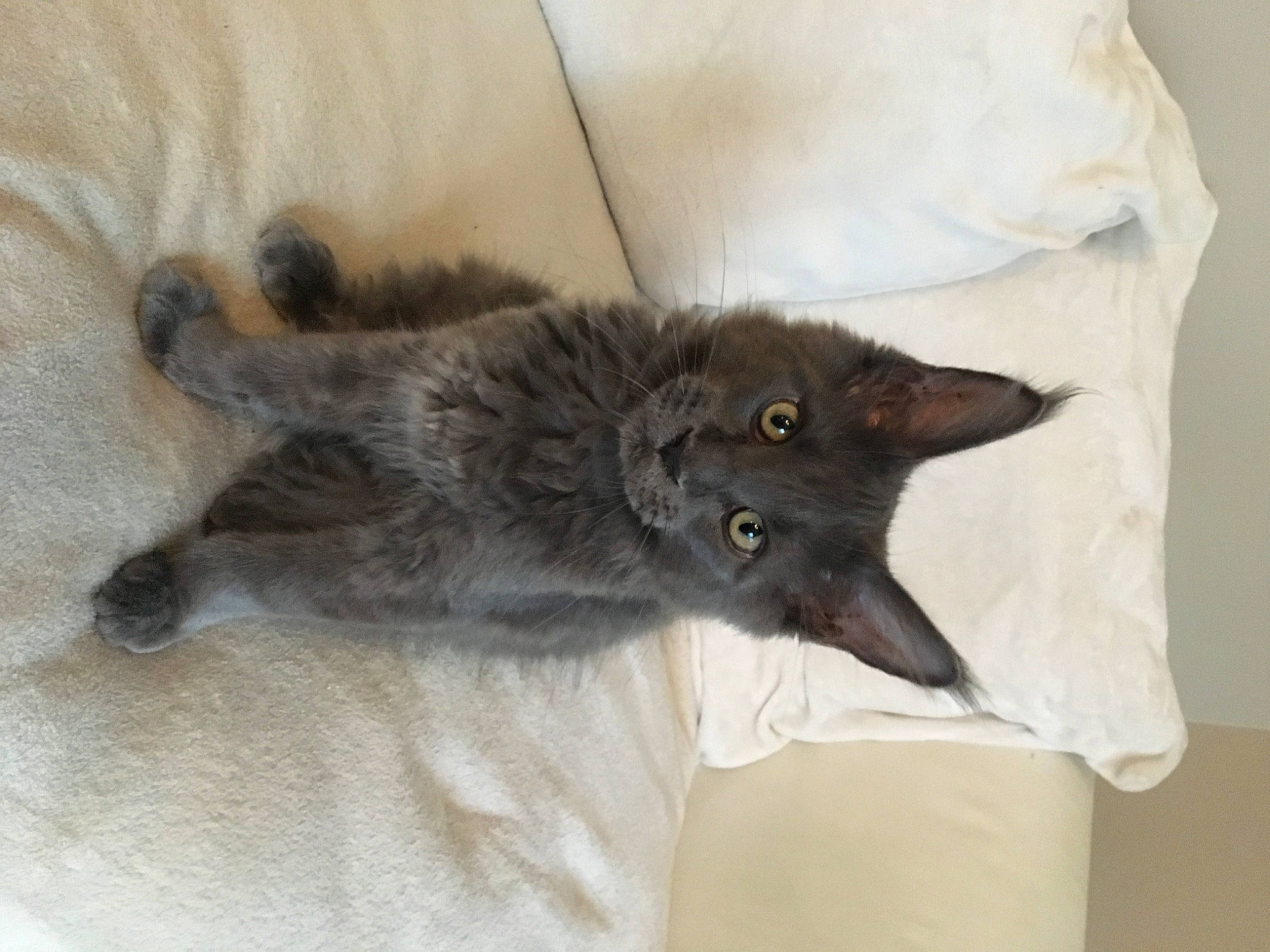 R Mes participe au concours pour gagner de l'argent avec cette photo : carnivore, cat, felidae, fur, kitten, korat, nebelung, russian_blue, small_to_medium_sized_cats, whiskers