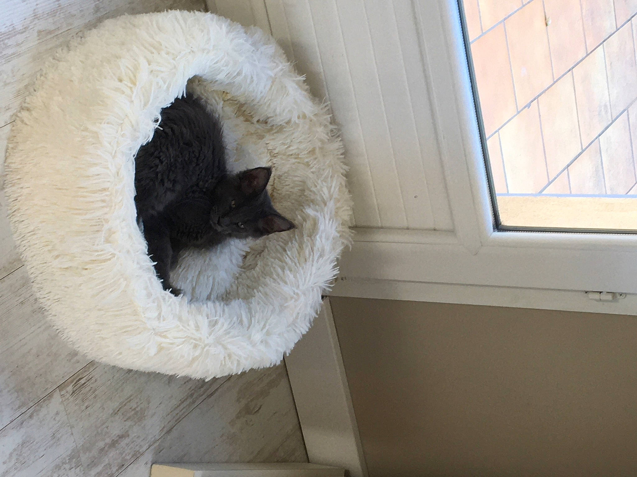 R Mes a rejoint le concours — aidez-le/la à gagner de superbes lots ! cat, felidae, fur, paper, room, small_to_medium_sized_cats, tail, wool