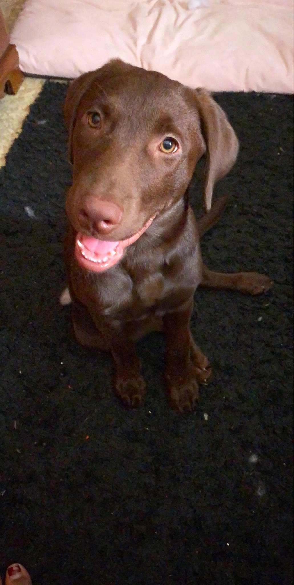 Maggie Mae is registered to the contest to win money with this photo: beagador, canidae, carnivore, chesapeake_bay_retriever, dog, dog_breed, fawn, gun_dog, hunting_dog, labrador_retriever, liver, mammal, nose, pointing_breed, retriever, snout, sporting_group, vertebrate, vizsla, weimaraner