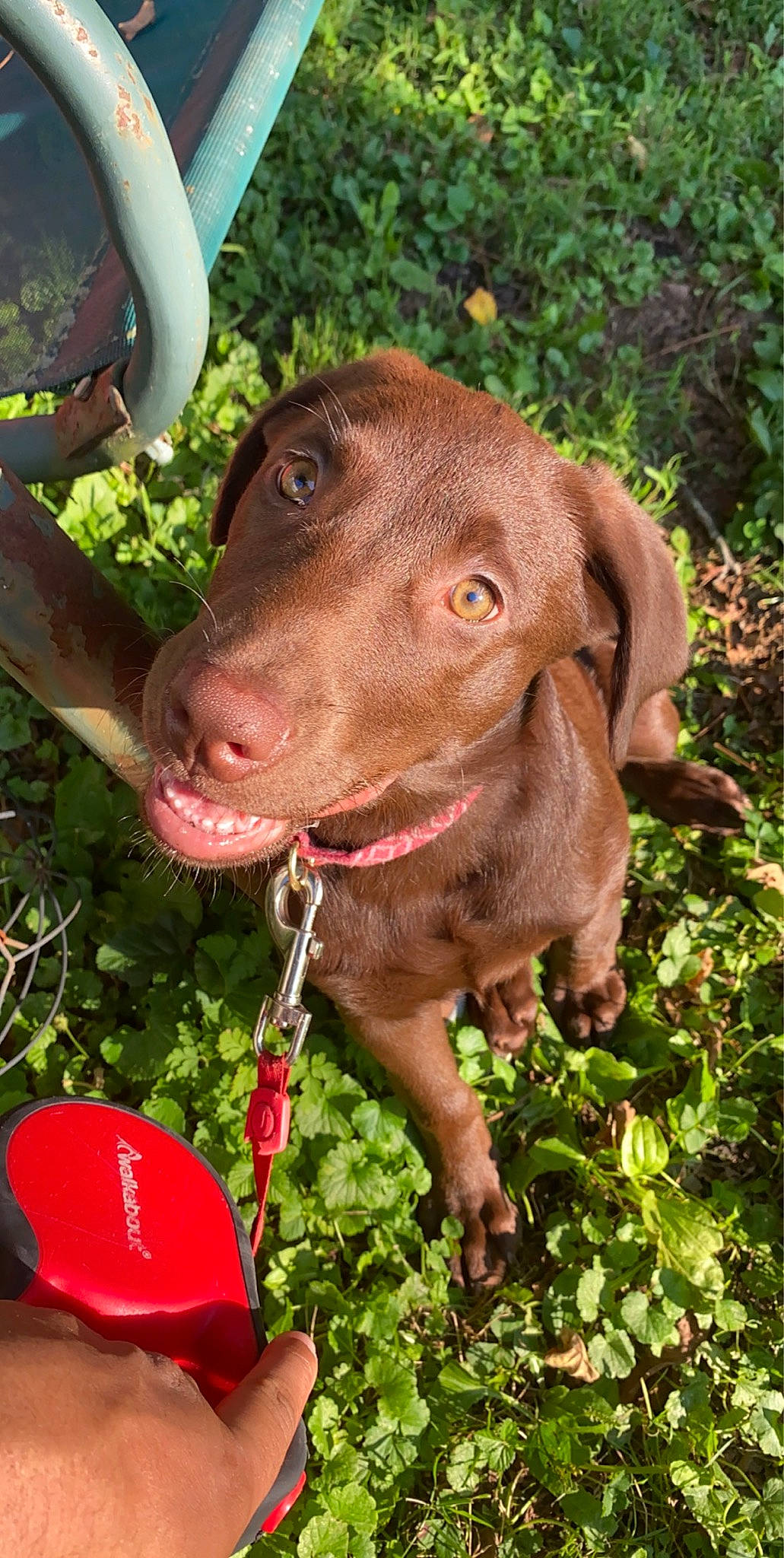 Maggie Mae is registered to the contest to win money with this photo: canidae, carnivore, chesapeake_bay_retriever, dog, dog_breed, gun_dog, hunting_dog, labrador_retriever, liver, mammal, pointing_breed, snout, sporting_group, vertebrate, vizsla, weimaraner