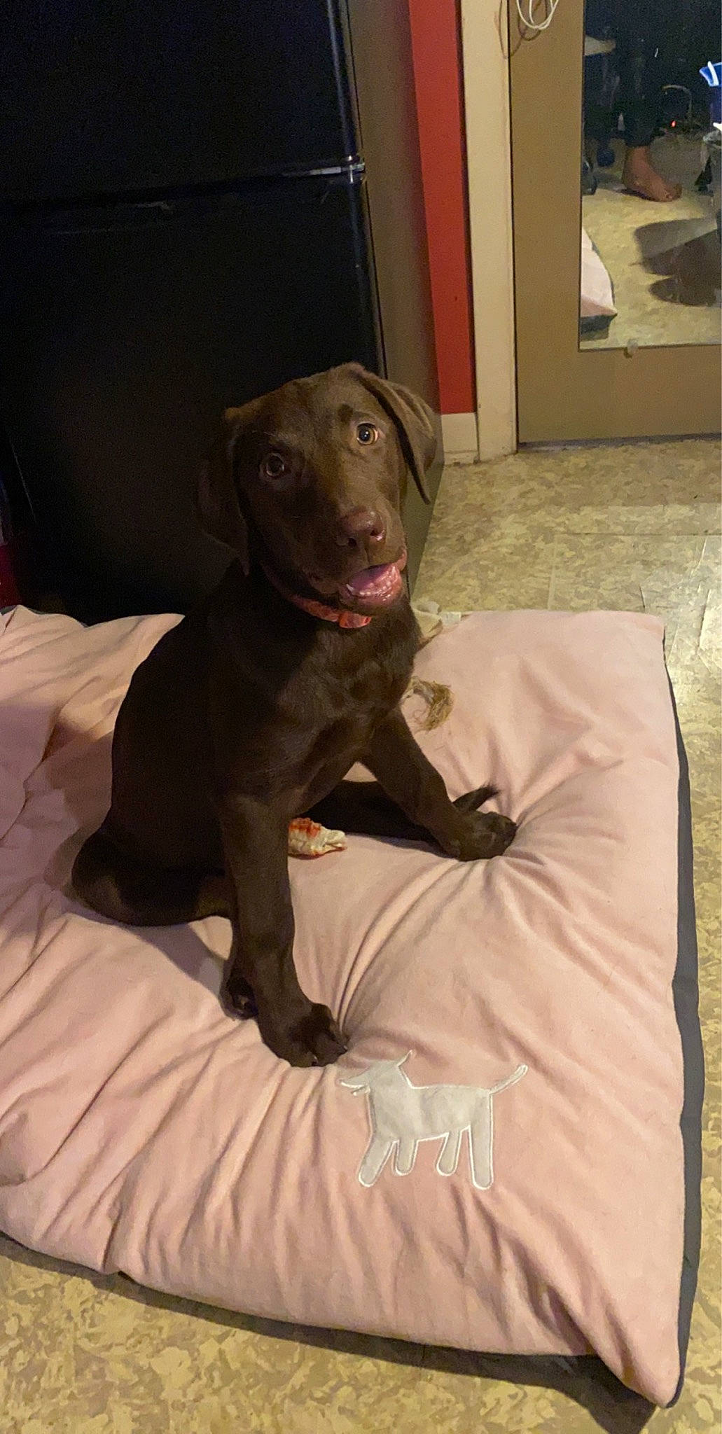 Maggie Mae joined the competition — help win amazing prizes! beagador, canidae, carnivore, companion_dog, dog, dog_breed, fawn, labrador_retriever, mammal, pointing_breed, puppy, snout, sporting_group, vertebrate, vizsla, weimaraner
