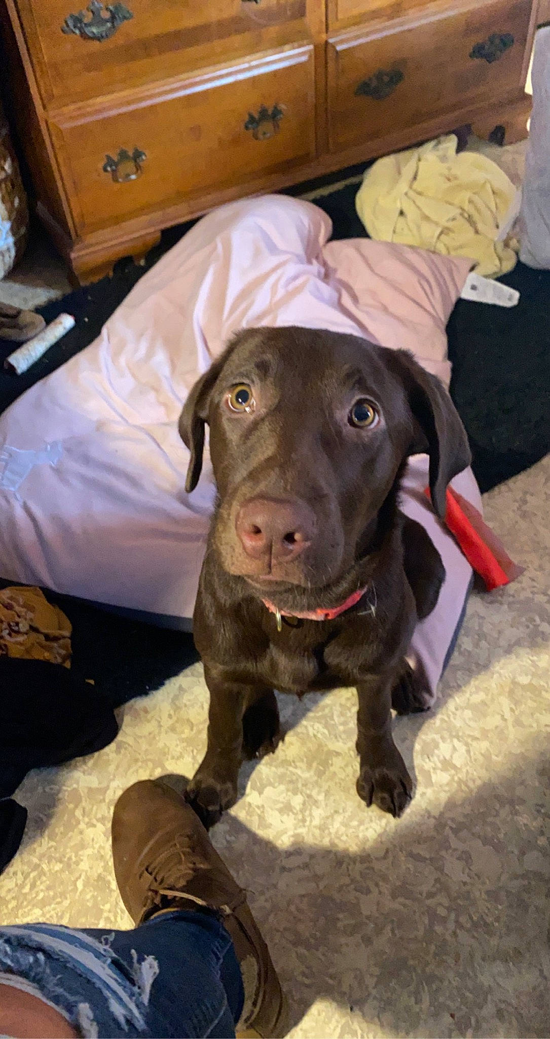 Maggie Mae joined the competition — help win amazing prizes! beagador, blue_lacy, canidae, carnivore, chesapeake_bay_retriever, dog, dog_breed, fawn, labrador_retriever, mammal, pointing_breed, snout, sporting_group, vertebrate, vizsla, weimaraner