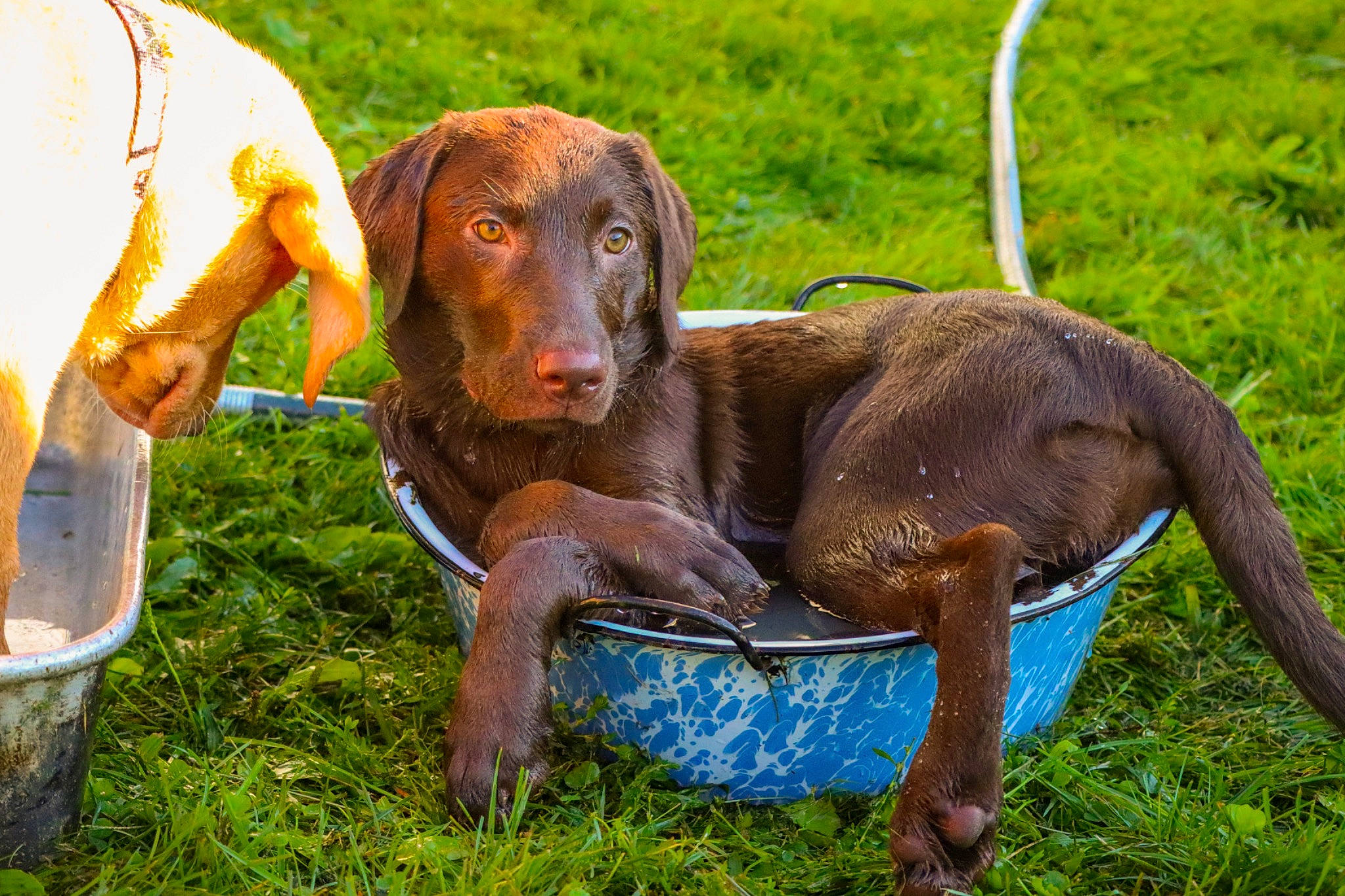 Maggie Mae is registered to the contest to win money with this photo: canidae, carnivore, chesapeake_bay_retriever, dog, dog_breed, german_shorthaired_pointer, hunting_dog, labrador_retriever, liver, mammal, plott_hound, pointer, pointing_breed, puppy, rare_breed_dog, snout, sporting_group, vertebrate, vizsla, weimaraner