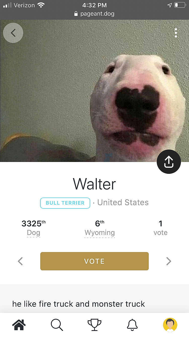 Walter joined the competition — help win amazing prizes! adaptation, bear, bull_terrier, carnivore, dog_breed, nose, photo_caption, screenshot, selfie, snout
