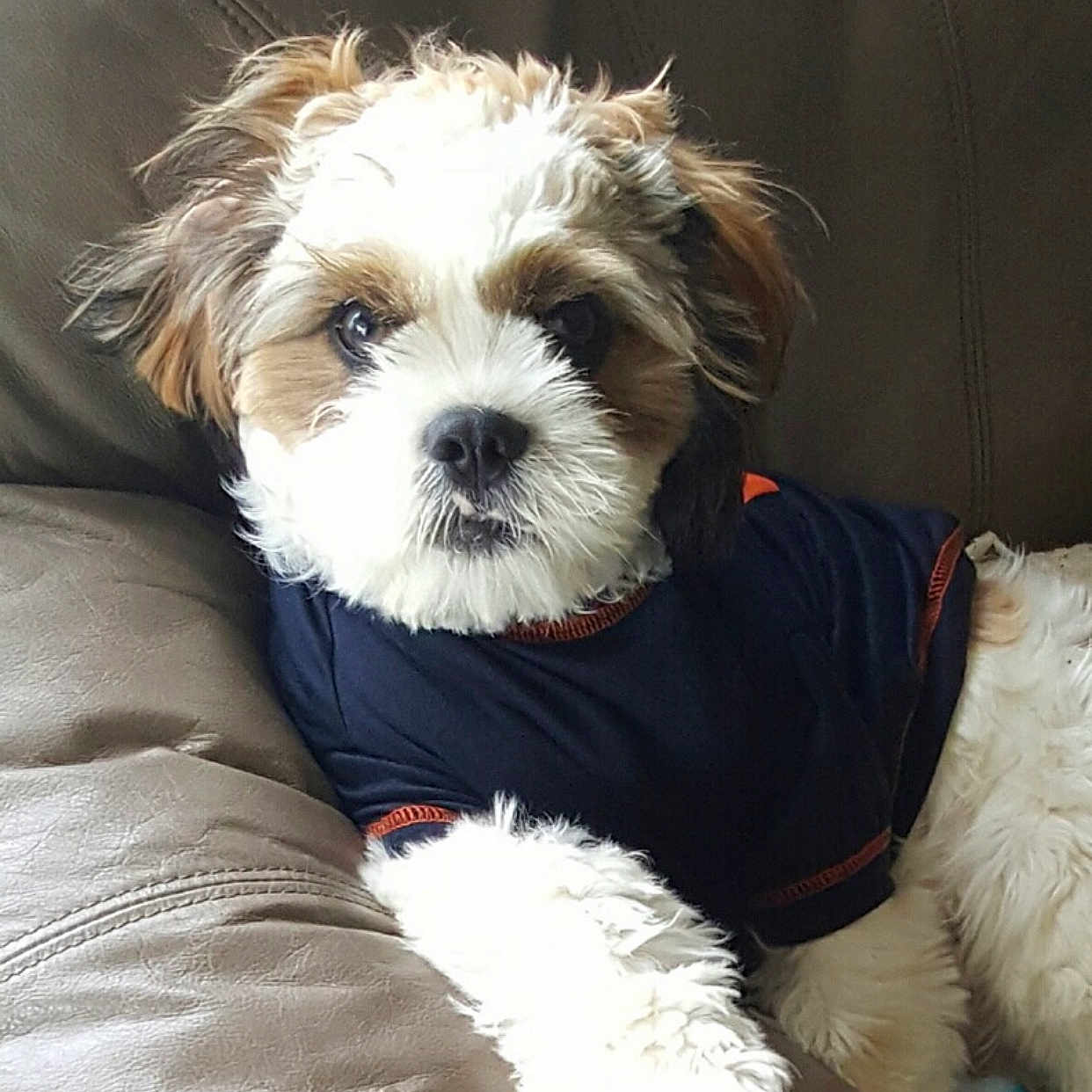 Jayden is registered to the contest to win money with this photo: canidae, carnivore, cavachon, companion_dog, dog, dog_breed, dog_clothes, kyi_leo, lhasa_apso, maltepoo, mammal, morkie, puppy, puppy_love, schnoodle, shih_poo, shih_tzu, snout, sporting_lucas_terrier, vertebrate