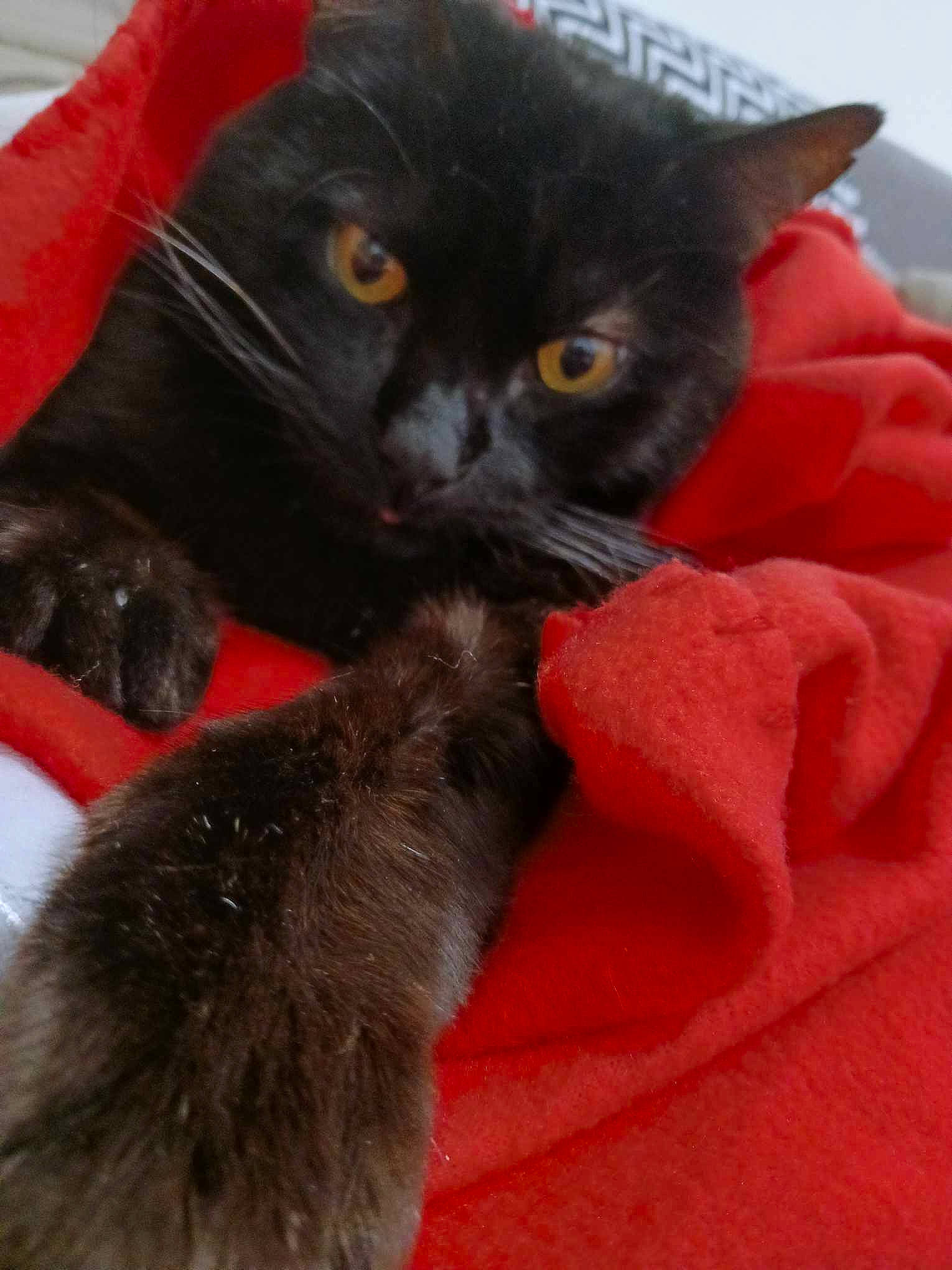 Coco a rejoint le concours — aidez-le/la à gagner de superbes lots ! black_cat, bombay, carnivore, cat, claw, comfort, domestic_short_haired_cat, felidae, fur, havana_brown, paw, small_to_medium_sized_cats, snout, tail, terrestrial_animal, whiskers