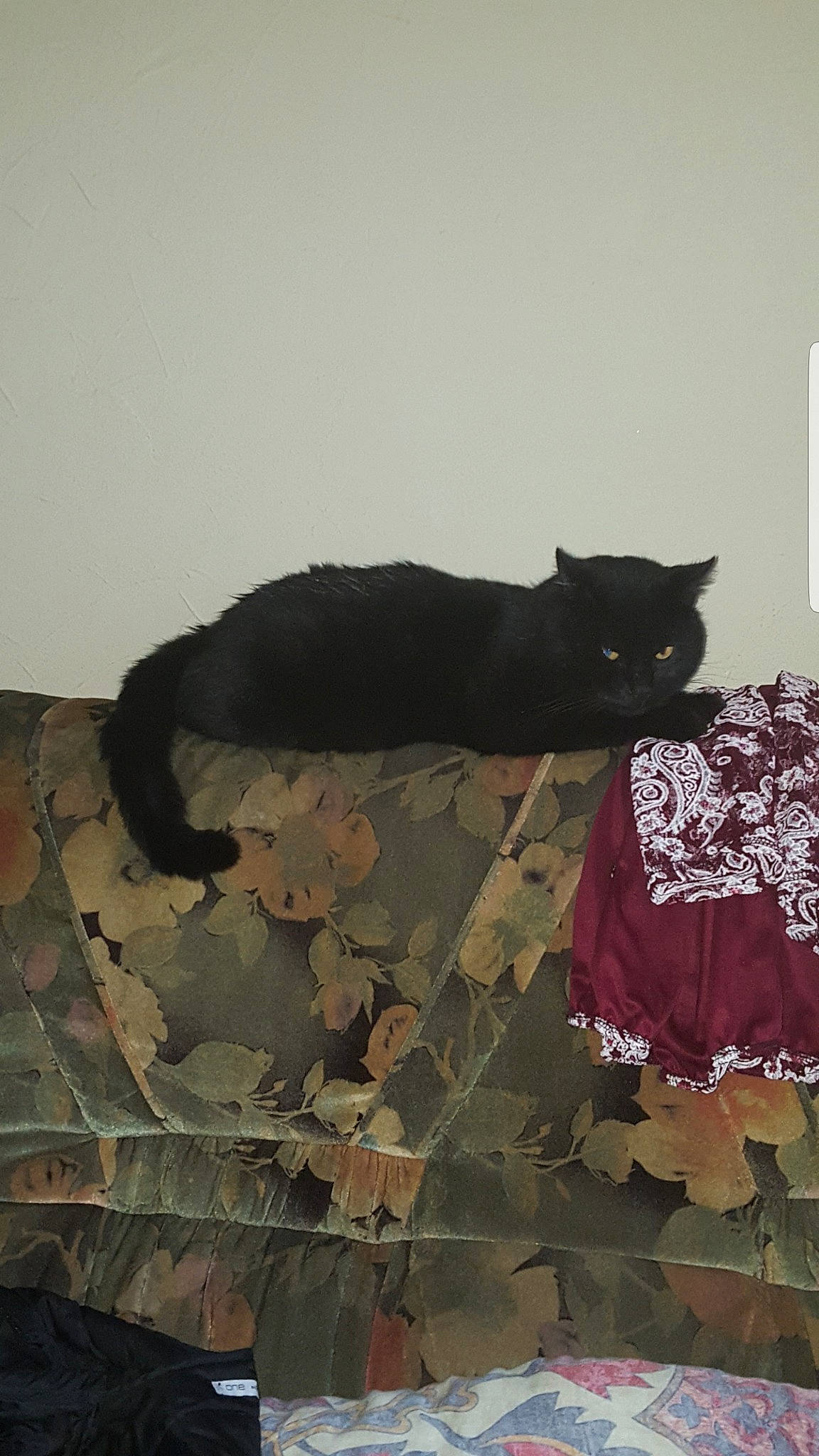 Coco a rejoint le concours — aidez-le/la à gagner de superbes lots ! black_cat, bombay, brown, carnivore, cat, creative_arts, domestic_short_haired_cat, felidae, flooring, fur, grey, pattern, small_to_medium_sized_cats, tail, terrestrial_animal, tints_and_shades, vertebrate, visual_arts, whiskers, wood