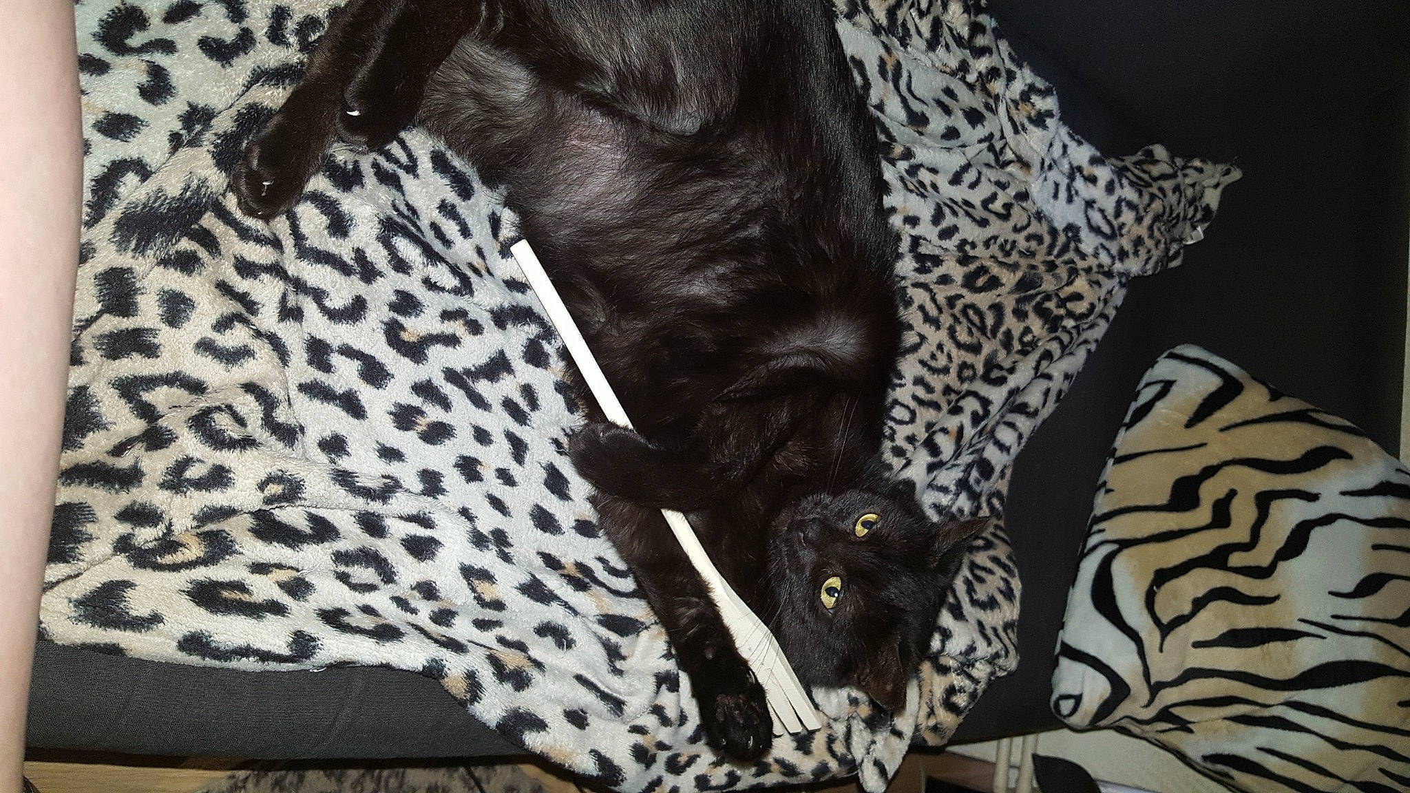 Moustique participe au concours pour gagner de l'argent avec cette photo : bag, black, carnivore, comfort, dog_breed, fawn, felidae, grey, human_leg, linens, monochrome, pattern, sleeve, small_to_medium_sized_cats, snout, style, tail, textile, whiskers, working_animal