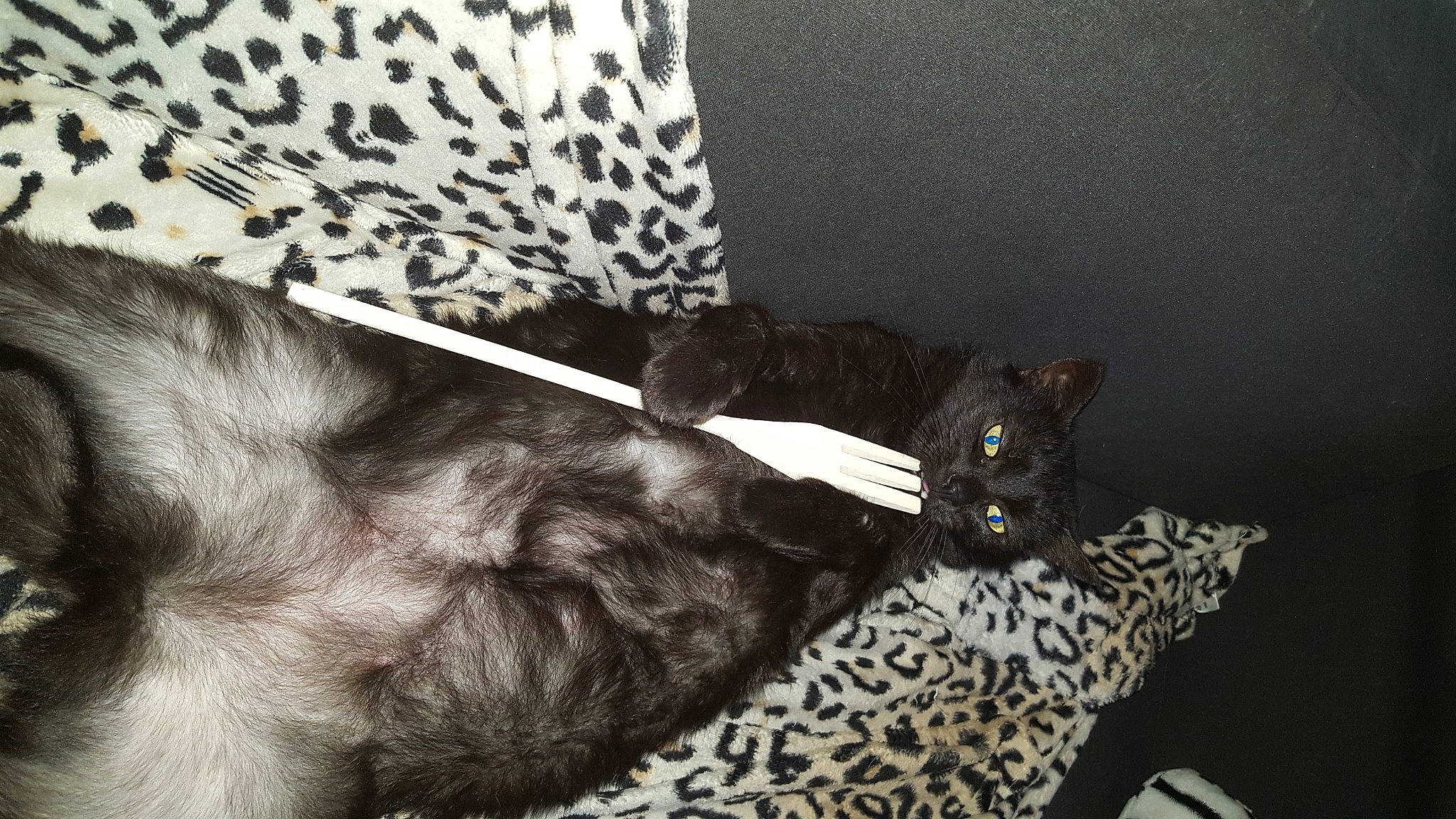 Moustique a rejoint le concours — aidez-le/la à gagner de superbes lots ! bed, carnivore, cat, comfort, domestic_short_haired_cat, dress, fashion_accessory, felidae, foot, fur, grey, human_leg, monochrome, monochrome_photography, pattern, small_to_medium_sized_cats, snout, tail, thigh, whiskers