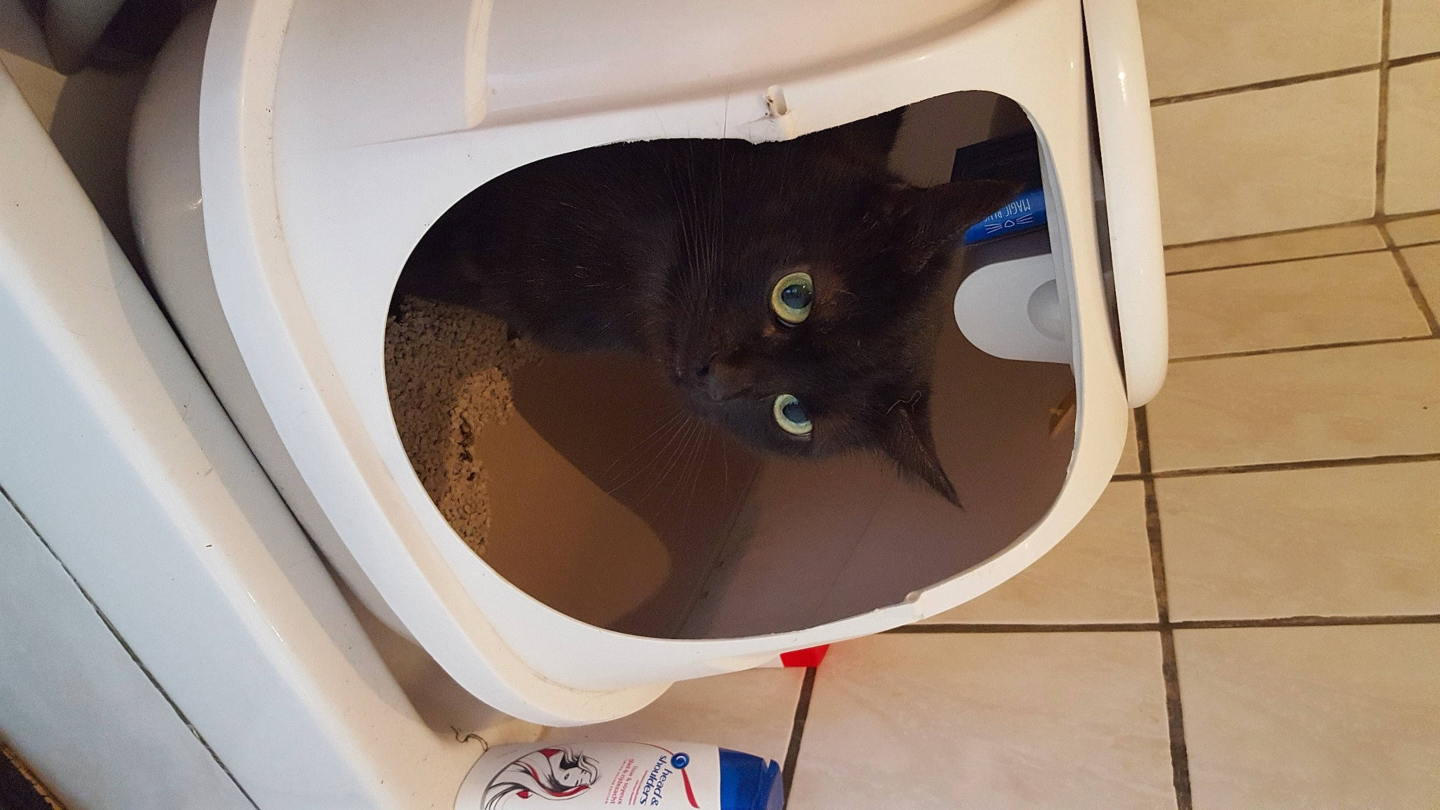 Moustique participe au concours pour gagner de l'argent avec cette photo : auto_part, cable, carnivore, cat, circle, clothes_dryer, electrical_supply, felidae, fixture, flooring, gas, hardwood, home_appliance, pet_supply, plywood, rim, room, small_to_medium_sized_cats, whiskers, wood