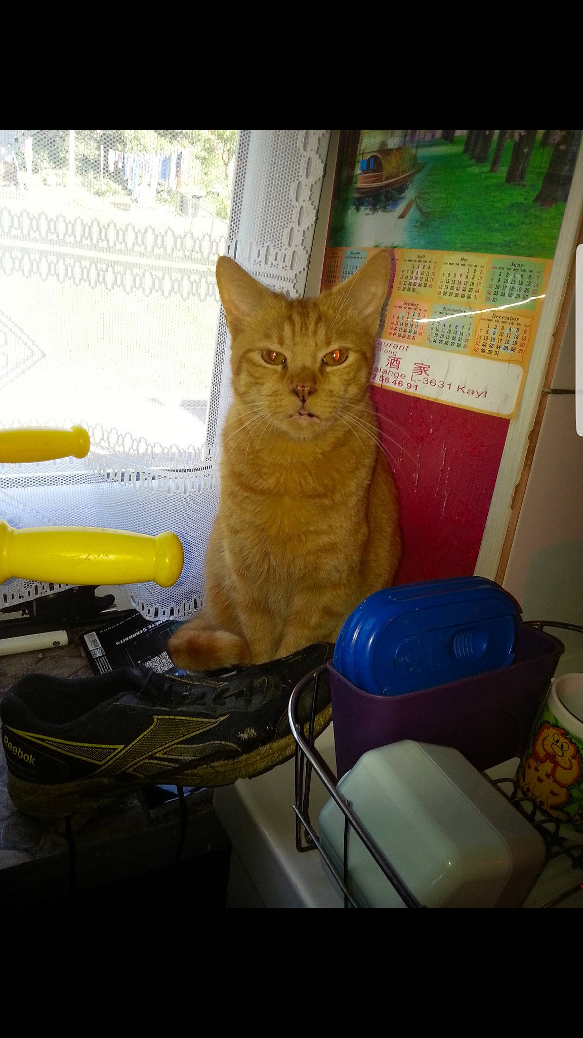 Snoopy participe au concours pour gagner de l'argent avec cette photo : bicycle_handlebar, carnivore, cat, cat_supply, chair, comfort, domestic_short_haired_cat, fawn, felidae, flooring, fur, pet_supply, room, sitting, small_to_medium_sized_cats, tail, whiskers, window, windshield, wood