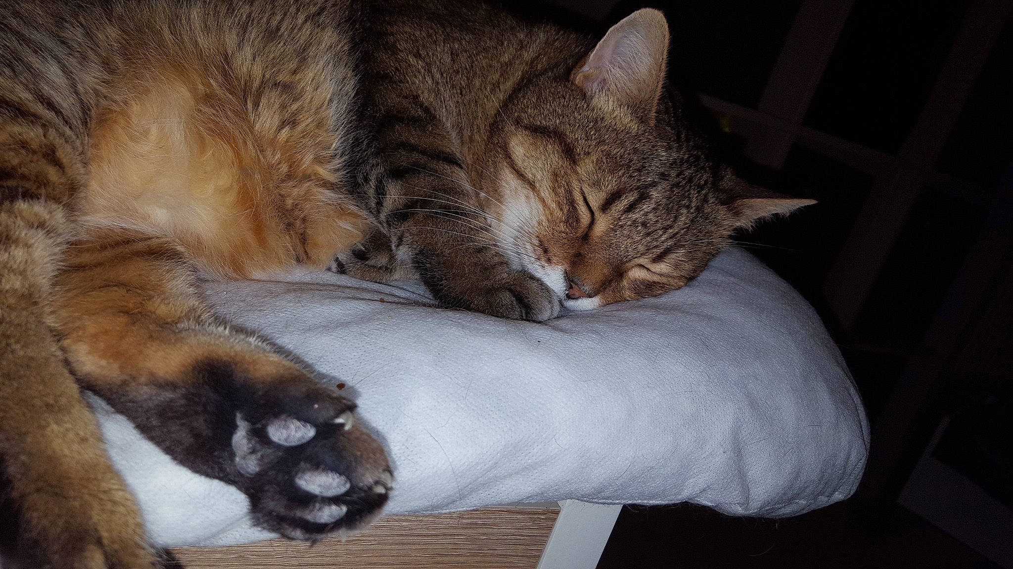 Coquelicot a rejoint le concours — aidez-le/la à gagner de superbes lots ! carnivore, cat, cat_supply, claw, comfort, companion_dog, domestic_short_haired_cat, fawn, felidae, fur, nap, paw, sleep, small_to_medium_sized_cats, snout, tail, terrestrial_animal, whiskers, wildlife, wood