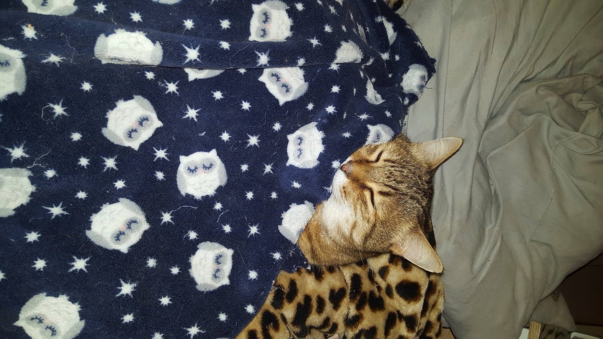 Coquelicot a rejoint le concours — aidez-le/la à gagner de superbes lots ! bed, bedding, carnivore, cat, comfort, couch, domestic_short_haired_cat, fawn, felidae, fur, linens, pattern, small_to_medium_sized_cats, snout, tail, terrestrial_animal, textile, tree, whiskers, wood