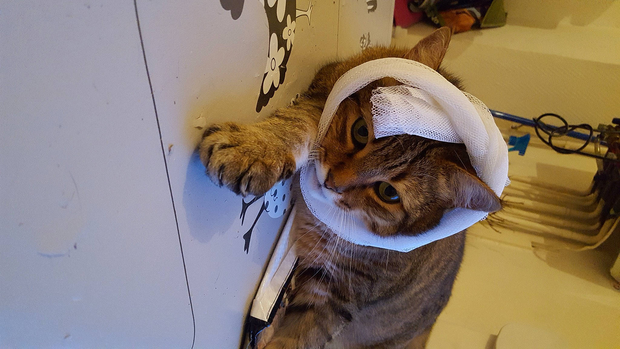 Coquelicot a rejoint le concours — aidez-le/la à gagner de superbes lots ! carnivore, cat, domestic_short_haired_cat, fawn, felidae, fur, hat, natural_material, small_to_medium_sized_cats, snout, tail, terrestrial_animal, whiskers, window, wood