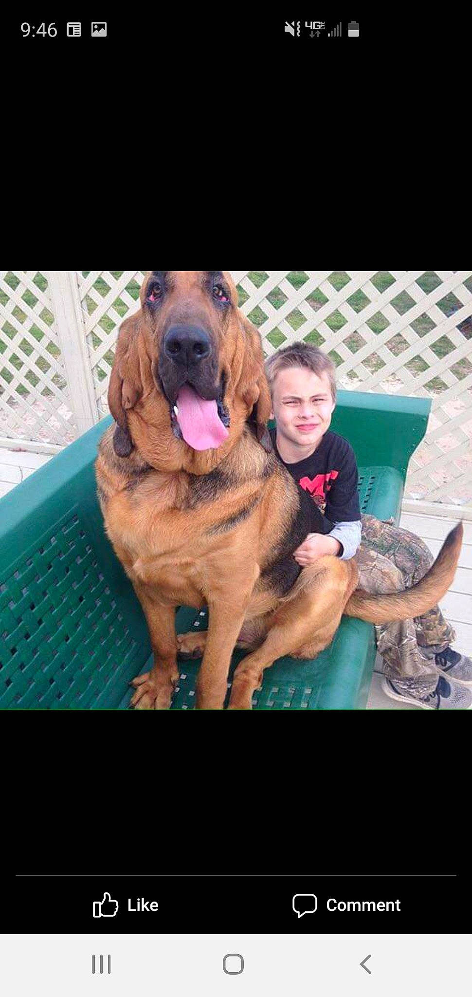 Dan is registered to the contest to win money with this photo: bloodhound, broholmer, canidae, carnivore, dog, dog_breed, fawn, fila_brasileiro, giant_dog_breed, hound, korean_mastiff, mammal, tosa, vertebrate