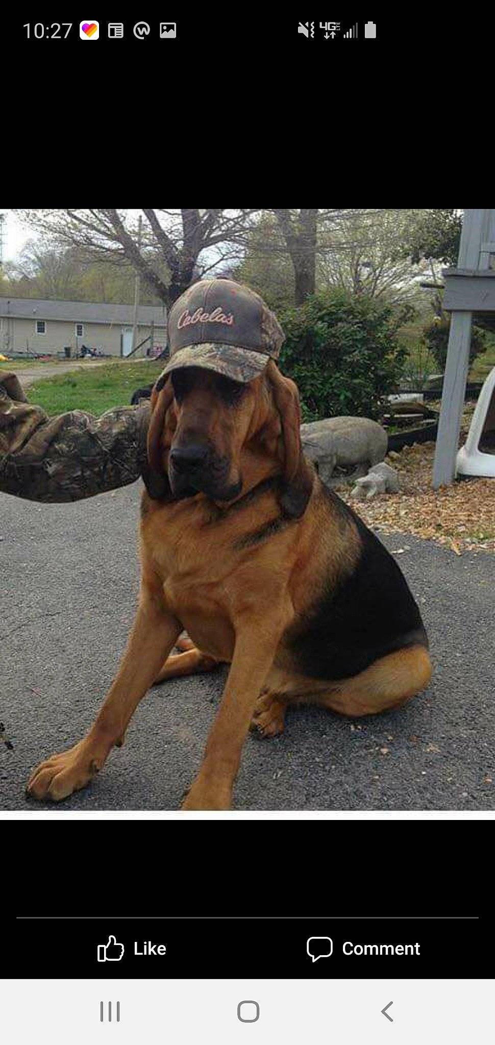 Dan joined the competition — help win amazing prizes! bavarian_mountain_hound, bloodhound, canidae, carnivore, coonhound, dog, dog_breed, fawn, fila_brasileiro, hanover_hound, hound, korean_mastiff, mammal, rare_breed_dog, snout, tosa, vertebrate