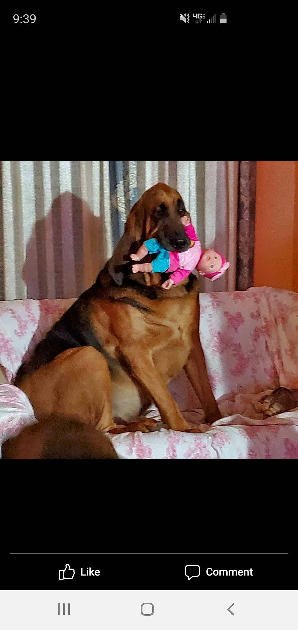 Dan is registered to the contest to win money with this photo: bavarian_mountain_hound, bloodhound, broholmer, canidae, carnivore, companion_dog, coonhound, dog, dog_breed, fawn, hound, mammal, rare_breed_dog, redbone_coonhound, snout, sporting_group, tosa, vertebrate