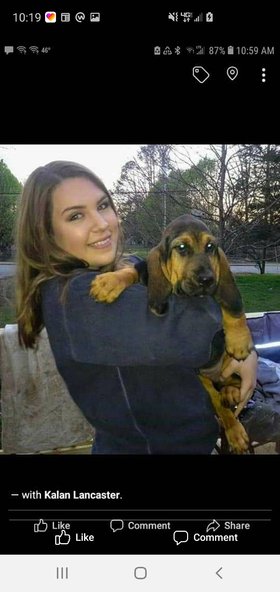 Tracker is registered to the contest to win money with this photo: canidae, carnivore, coonhound, dachshund, dog, dog_breed, fawn, hound, mammal, scent_hound, vertebrate