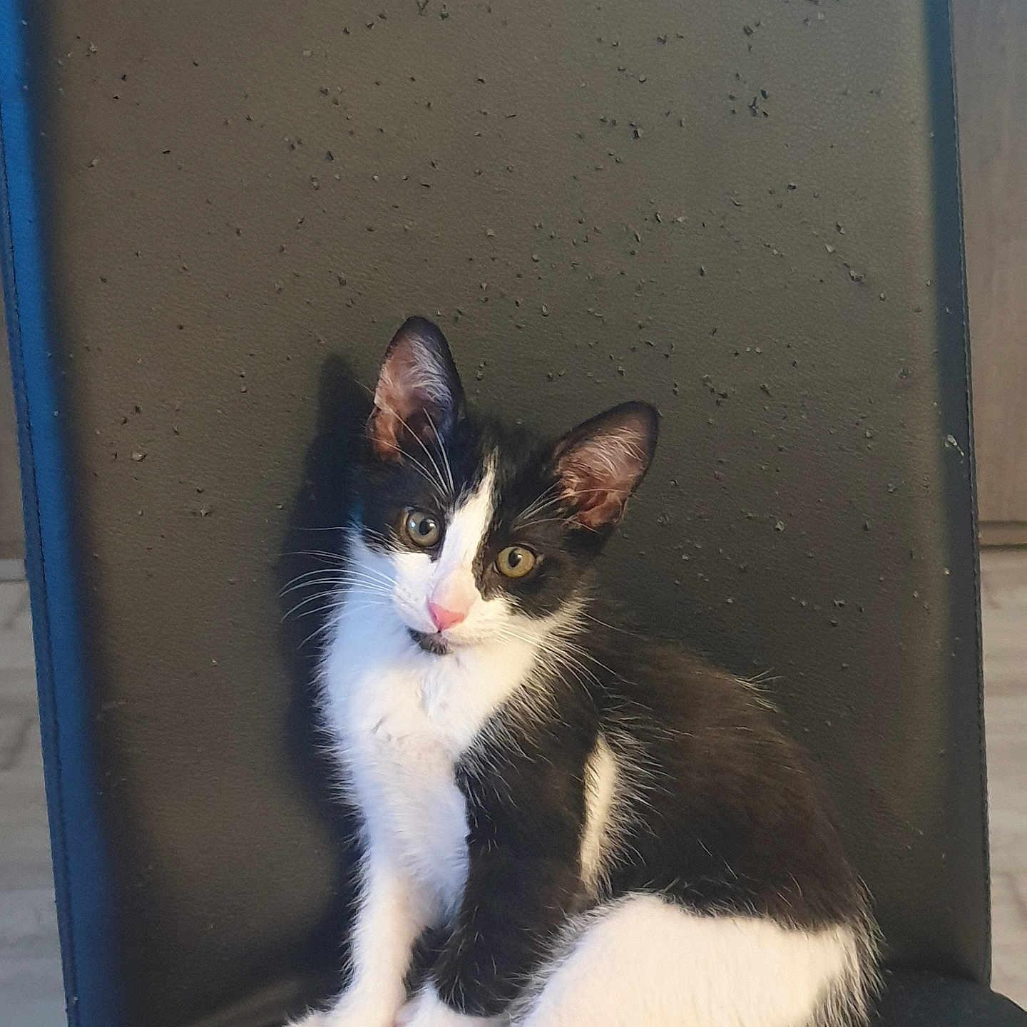 Charly a rejoint le concours — aidez-le/la à gagner de superbes lots ! animal, black_and_white, black_chair, cat, chair, closeup, comfort, curious, cute, domestic_animal, feline, fur, head_tilt, indoor, kitten, pet, portrait, sitting, whiskers, young