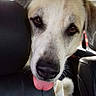 Ixelle participe au concours pour gagner de l'argent avec cette photo : animal, backseat, canine, car_interior, close_up, curious, cute, dog, domestic_animal, ears, expression, fur, head, leather_seat, mammal, nose, pet, seat, tongue_out, window