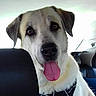 Ixelle participe au concours pour gagner de l'argent avec cette photo : animal, canine, car, closeup, collar, companion, dog, domestic_animal, ears, friendly, fur, happy, inside, leash, open_mouth, pet, seat, tongue, transportation, vehicle