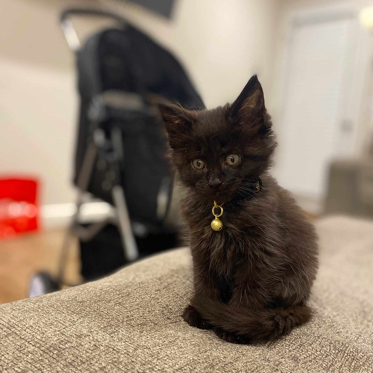 Freya is registered to the contest to win money with this photo: abyssinian, accessories, angora, animal, baggage, blackcat, cat, chair, couch, furniture, hardwood, kitten, manx, pet, strap, wood